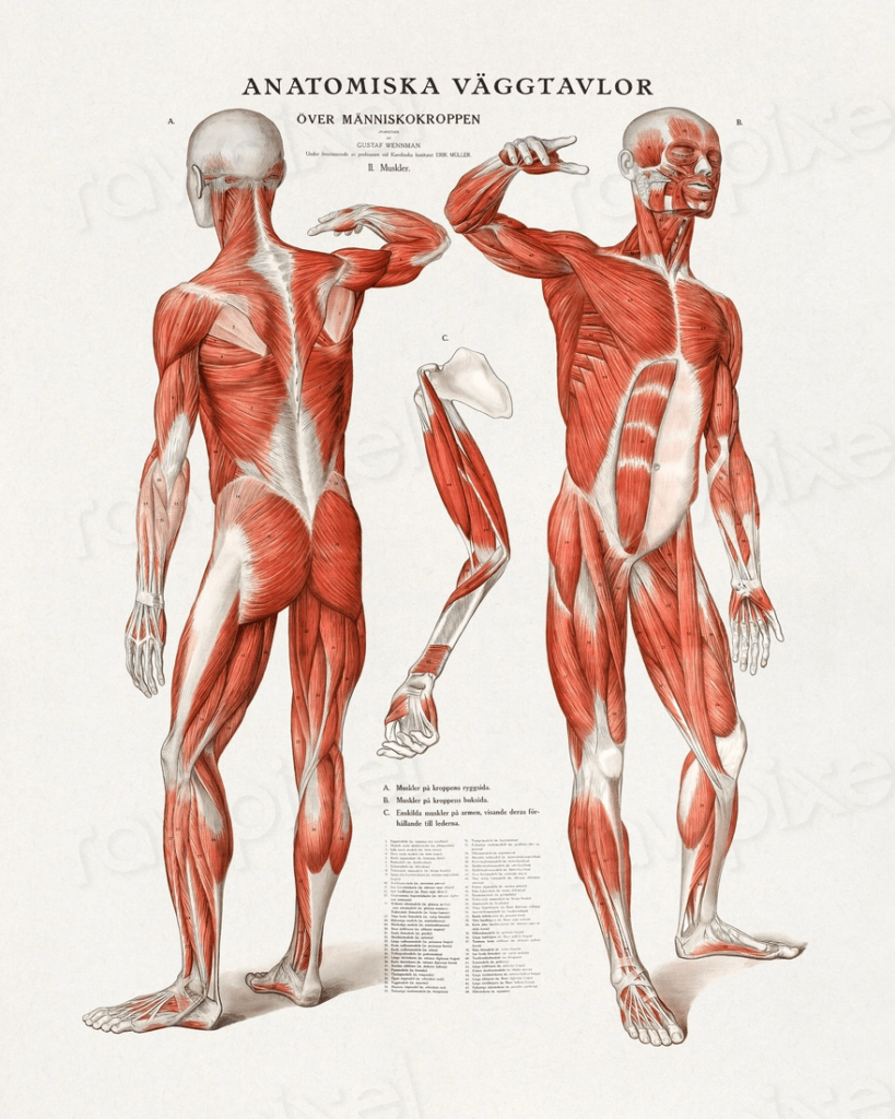 affiche corps humain anatomie